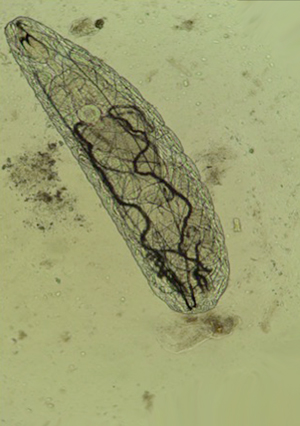 PARASITOLOGiA